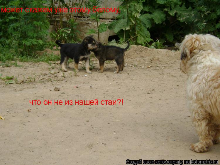 может скажем уже этому белому, что он не из нашей стаи?!... Котоматрица: может скажем уже этому белому, что он не из нашей стаи?!