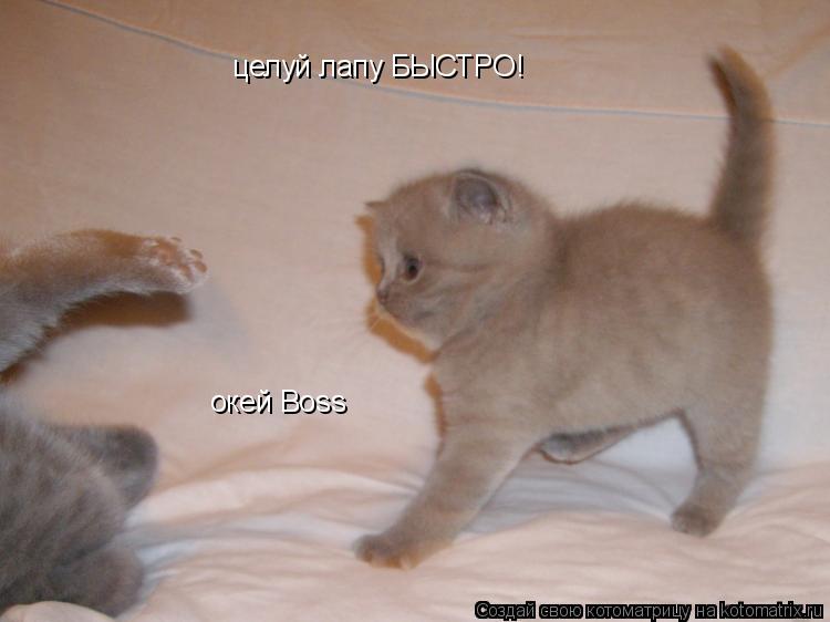 целуй лапу БЫСТРО! окей Boss... Котоматрица: целуй лапу БЫСТРО! окей Boss
