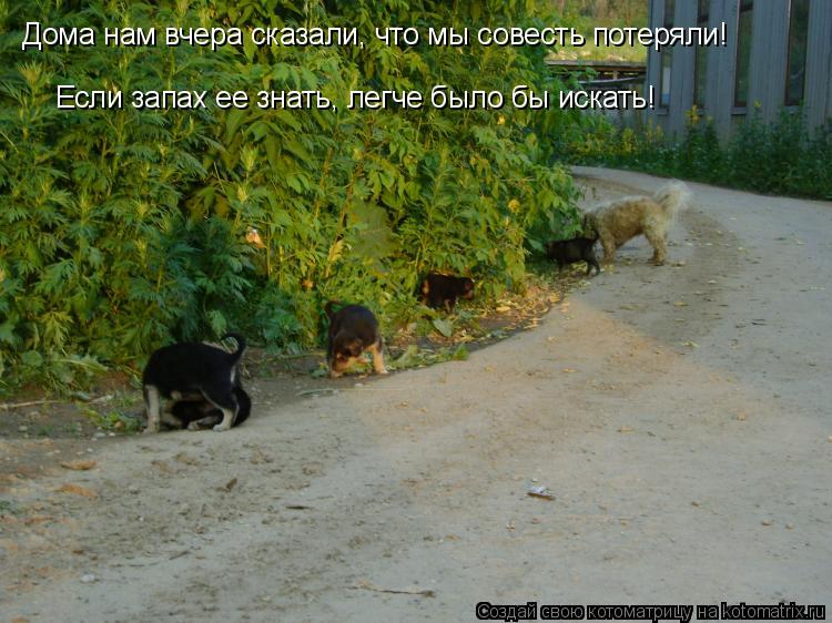 Дома нам вчера сказали, что мы совесть потеряли! Если запах ее знать, легче было бы искать!... Котоматрица: Дома нам вчера сказали, что мы совесть потеряли! Если запах ее знать, легче было бы искать!
