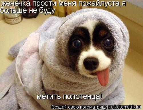 женечка,прости меня пожайлуста,я больше не буду метить полотенца!... Котоматрица: женечка,прости меня пожайлуста,я больше не буду метить полотенца!