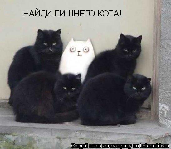 НАЙДИ ЛИШНЕГО КОТА!... Котоматрица: НАЙДИ ЛИШНЕГО КОТА!