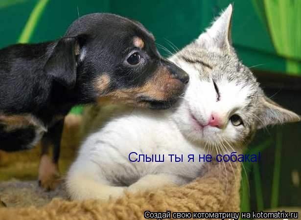 Слыш ты я не собака!... Котоматрица: Слыш ты я не собака!