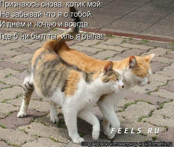 Котоматрица: Признаюсь снова, котик мой: Не забывай что я с тобой, И днём и ночью и всегда, Где б ни был ты, иль я была!
