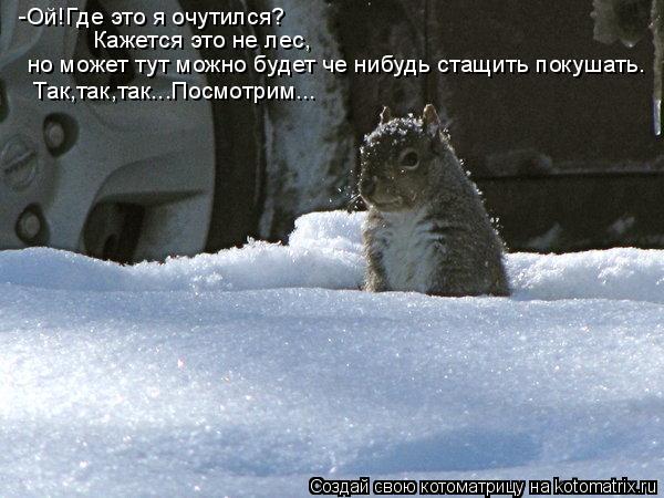 Котоматрица: -Ой!Где это я очутился? Кажется это не лес, но может тут можно будет че нибудь стащить покушать. Так,так,так...Посмотрим...