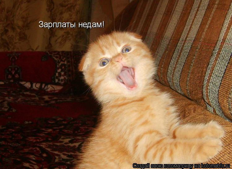 Котоматрица: Зарплаты недам!