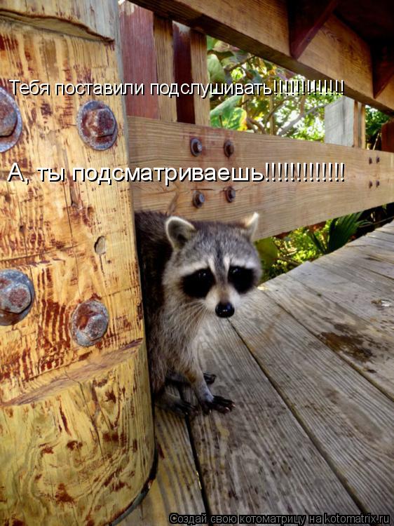 Котоматрица: Тебя поставили подслушивать!!!!!!!!!!!!! А, ты подсматриваешь!!!!!!!!!!!!!