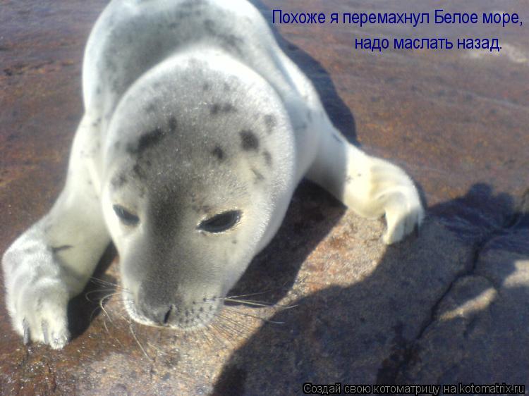 Похоже я перемахнул Белое море, надо маслать назад.... Котоматрица: Похоже я перемахнул Белое море, надо маслать назад.