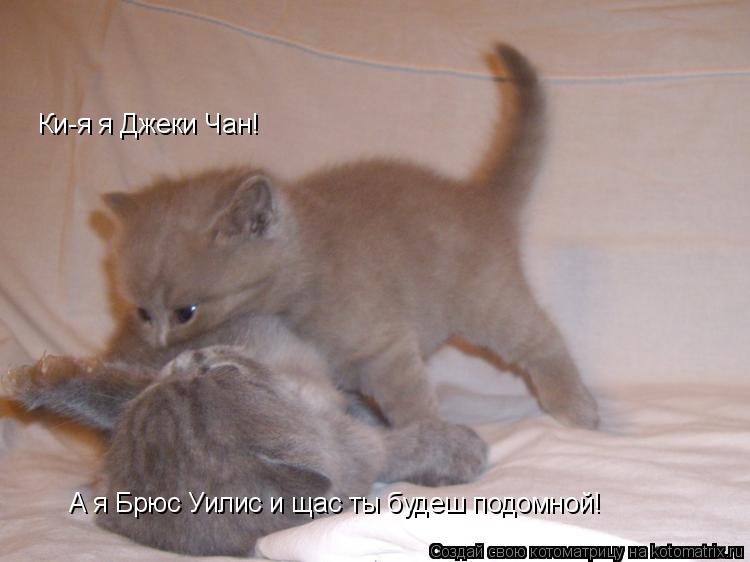 Котоматрица: Ки-я я Джеки Чан! А я Брюс Уилис и щас ты будеш подомной!
