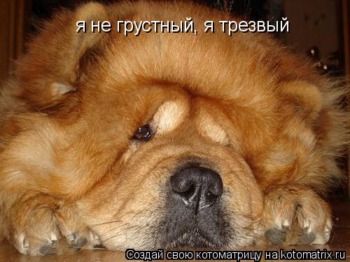 Котоматрица: я не грустный, я трезвый