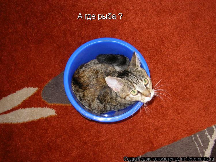 Котоматрица: А где рыба ?