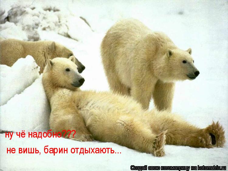 Котоматрица: ну чё надобно???   не вишь, барин отдыхають...