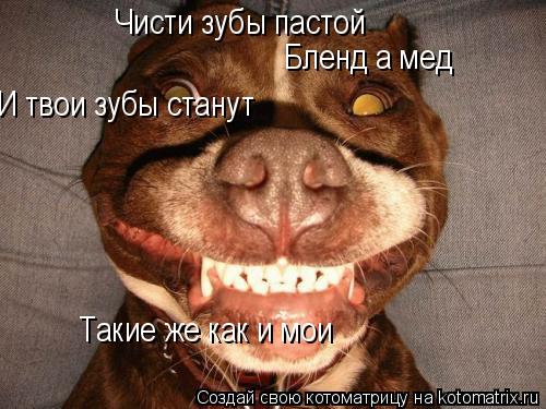 Чисти зубы пастой Бленд а мед И твои зубы станут Такие же как и мои... Котоматрица: Чисти зубы пастой Бленд а мед И твои зубы станут Такие же как и мои