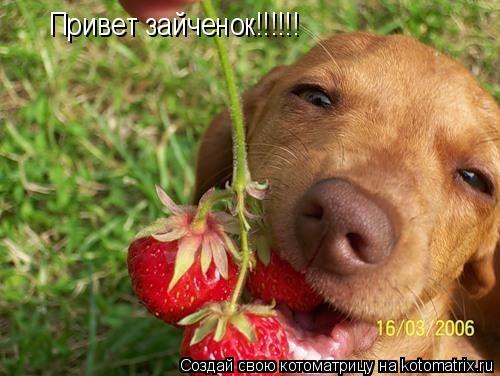Котоматрица: Привет зайченок!!!!!!