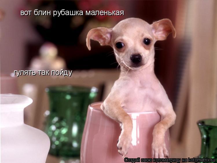 Котоматрица: вот блин рубашка маленькая гулять так пойду