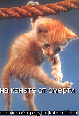 Котоматрица: на канате от смерти