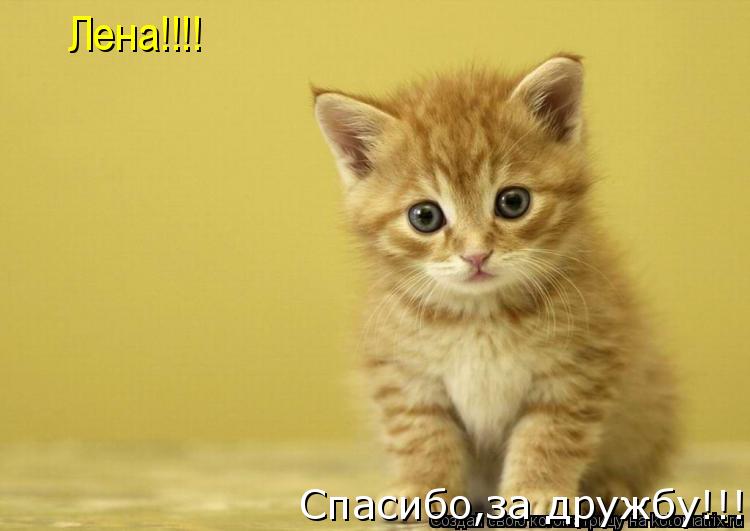 Котоматрица: Спасибо,за дружбу!!! Лена!!!!