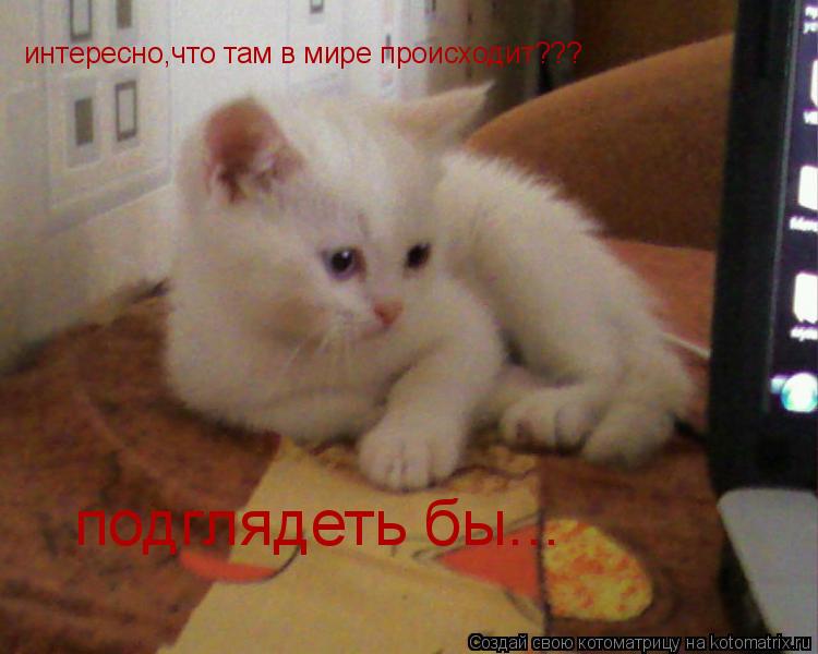 Котоматрица: интересно,что там в мире происходит??? подглядеть бы...