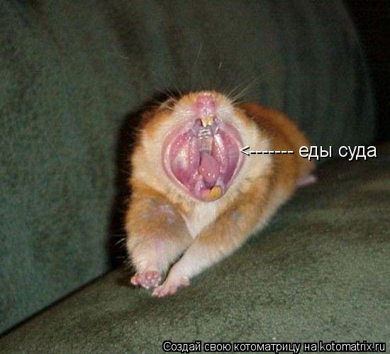 Котоматрица: <------- еды суда