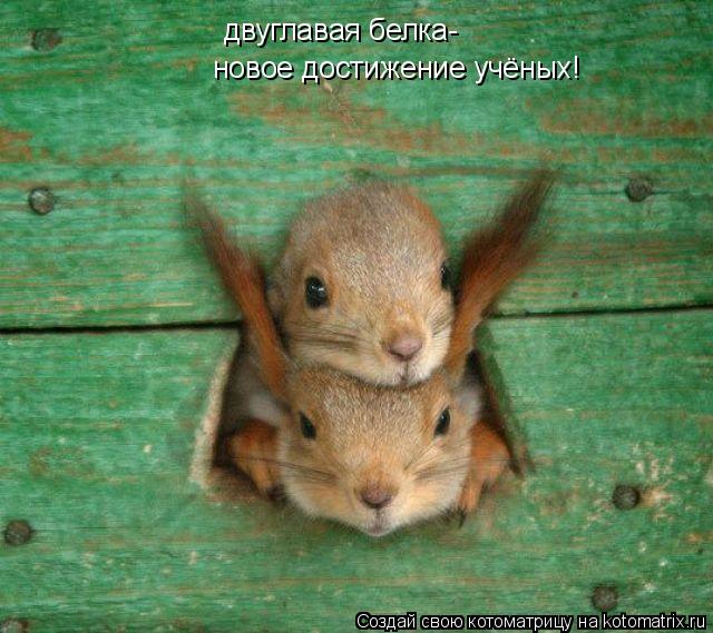 двуглавая белка- новое достижение учёных!... Котоматрица: двуглавая белка- новое достижение учёных!