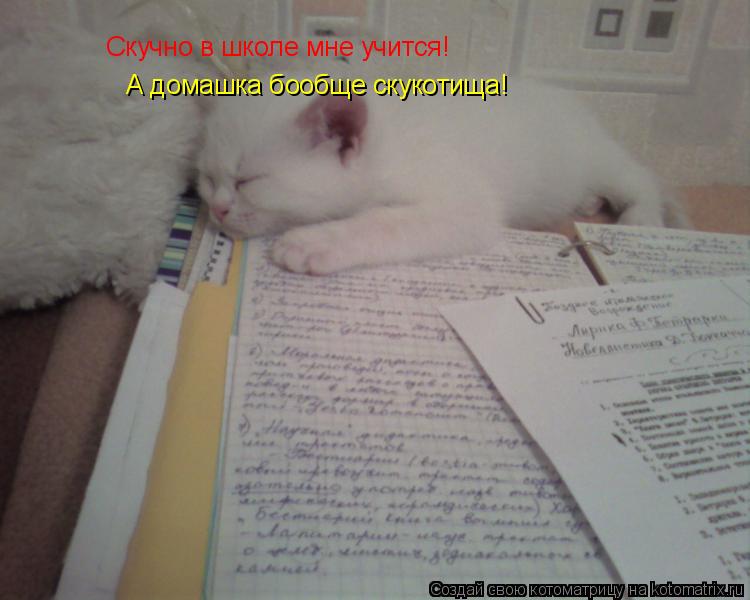 Котоматрица: Скучно в школе мне учится! А домашка бообще скукотища!