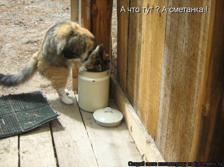 А что тут ? А сметанка !... Котоматрица: А что тут ? А сметанка !