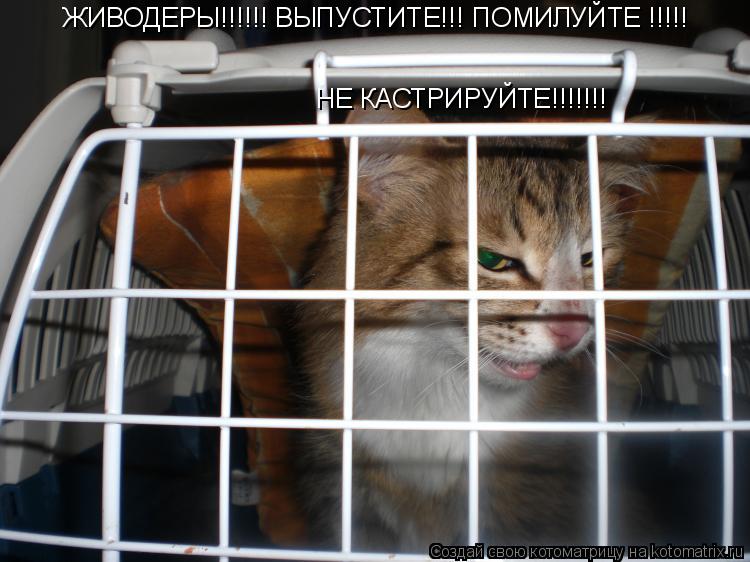 Котоматрица: ЖИВОДЕРЫ!!!!!! ВЫПУСТИТЕ!!! ПОМИЛУЙТЕ !!!!! НЕ КАСТРИРУЙТЕ!!!!!!!