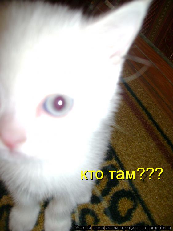 кто там???... Котоматрица: кто там???