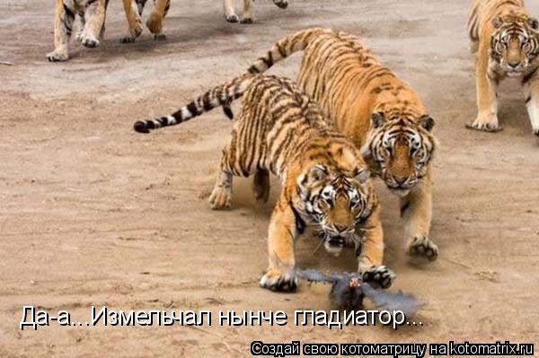 Да-а...Измельчал нынче гладиатор...... Котоматрица: Да-а...Измельчал нынче гладиатор...