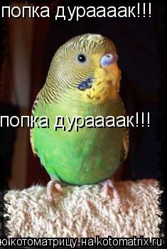 Котоматрица: попка дураааак!!! попка дураааак!!!