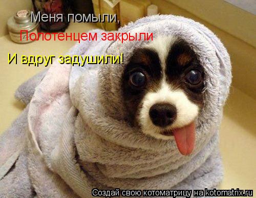 Котоматрица: Меня помыли, Полотенцем закрыли И вдруг задушили!