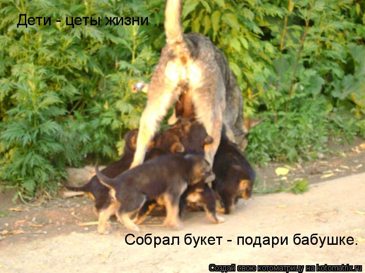 Дети - цеты жизни Собрал букет - подари бабушке.... Котоматрица: Дети - цеты жизни Собрал букет - подари бабушке.
