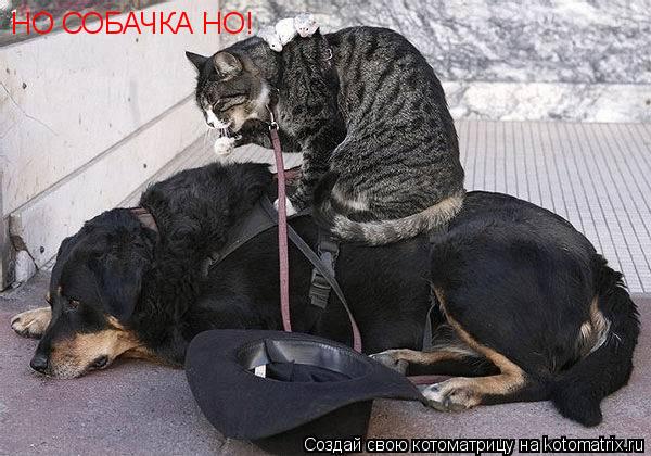 НО СОБАЧКА НО!111 НО СОБАЧКА НО!... Котоматрица: НО СОБАЧКА НО!111 НО СОБАЧКА НО!