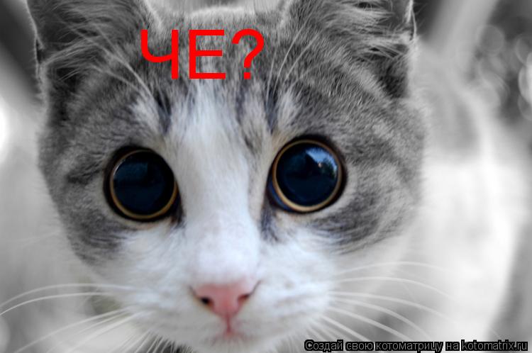 Котоматрица: ЧЕ?
