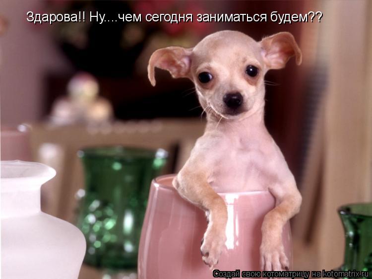 Котоматрица: Здарова!! Ну....чем сегодня заниматься будем??