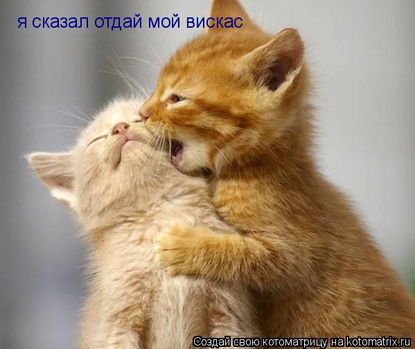 Котоматрица: я сказал отдай мой вискас