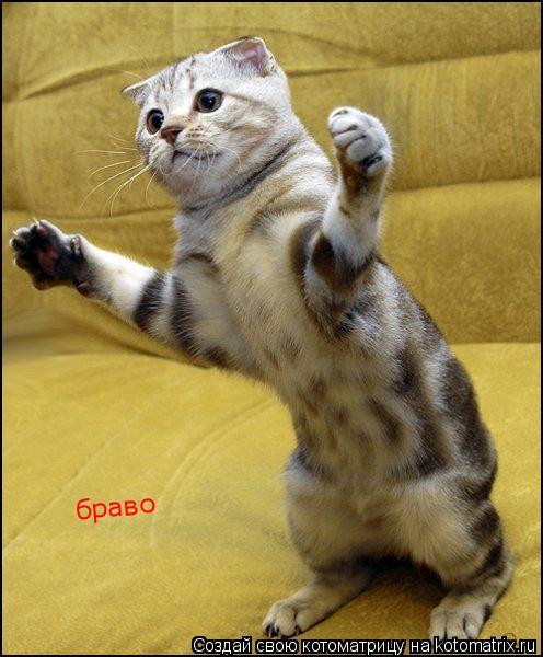 Котоматрица: браво