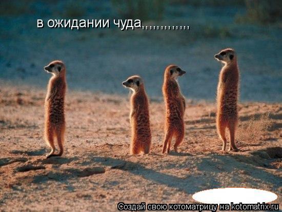 Котоматрица: в ожидании чуда,,,,,,,,,,,,,