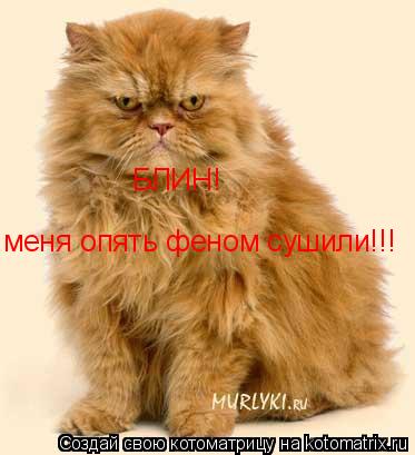 меня опять феном сушили!!! БЛИН!... Котоматрица: меня опять феном сушили!!! БЛИН!