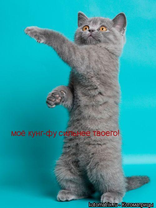 моё кунг-фу сильнее твоего!... Котоматрица: моё кунг-фу сильнее твоего!