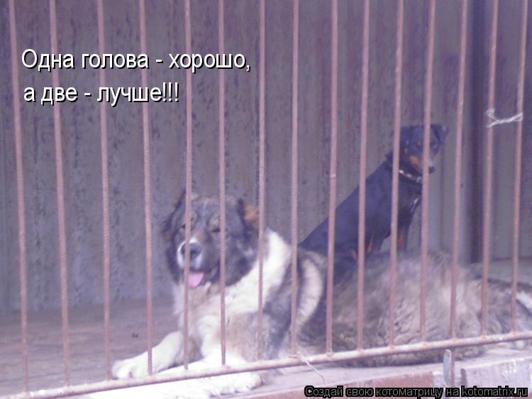 Котоматрица: а две - лучше!!! Одна голова - хорошо,