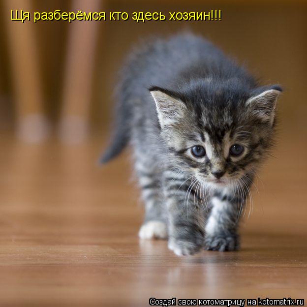 Щя разберёмся кто здесь хозяин!!!... Котоматрица: Щя разберёмся кто здесь хозяин!!!