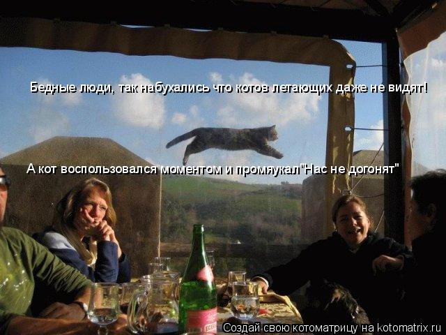 Котоматрица: Бедные люди, так набухались что котов летающих даже не видят! А кот воспользовался моментом и промяукал"Нас не догонят"