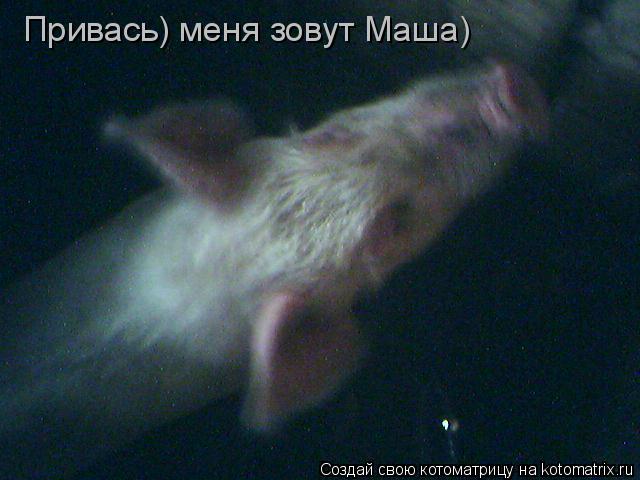 Котоматрица: Привась) меня зовут Маша)