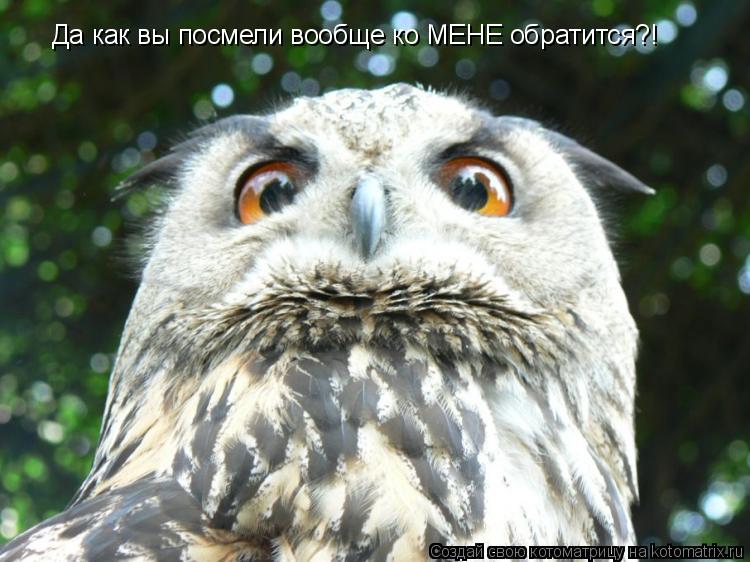 Котоматрица: Да как вы посмели вообще ко МЕНЕ обратится?!