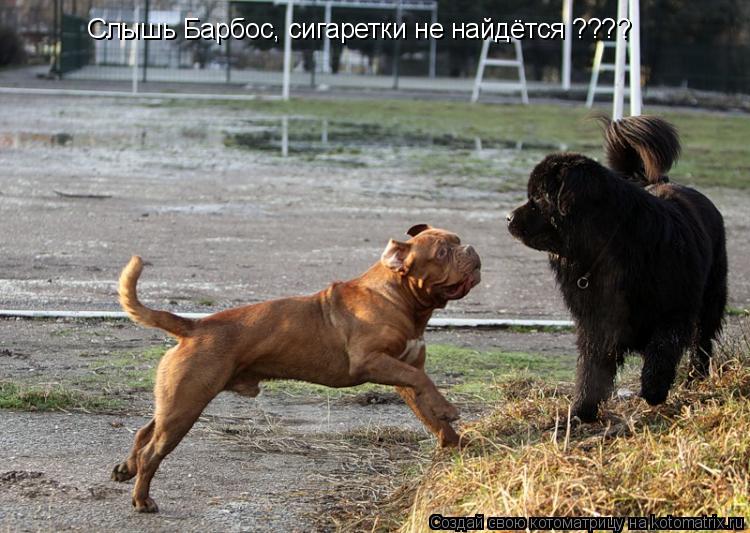 Котоматрица: Слышь Барбос, сигаретки не найдётся ????