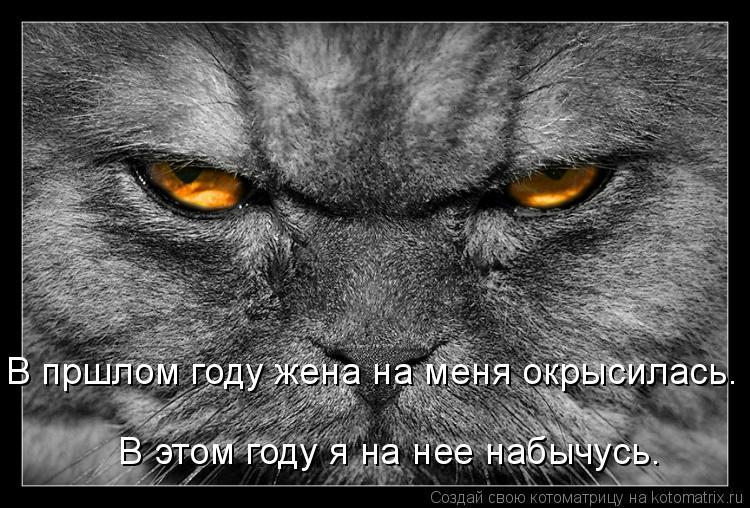 В этом году я на нее набычусь. В пршлом году жена на меня окрысилась.... Котоматрица: В этом году я на нее набычусь. В пршлом году жена на меня окрысилась.