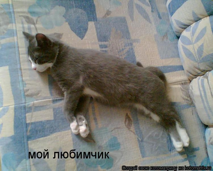 Котоматрица: мой любимчик