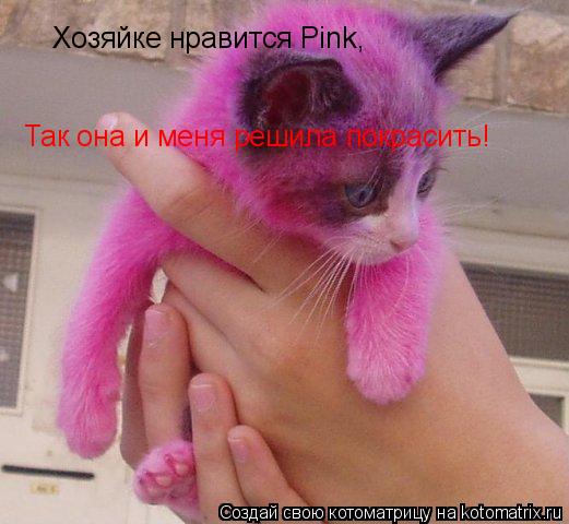 Котоматрица: Хозяйке нравится Pink, Так она и меня решила покрасить!