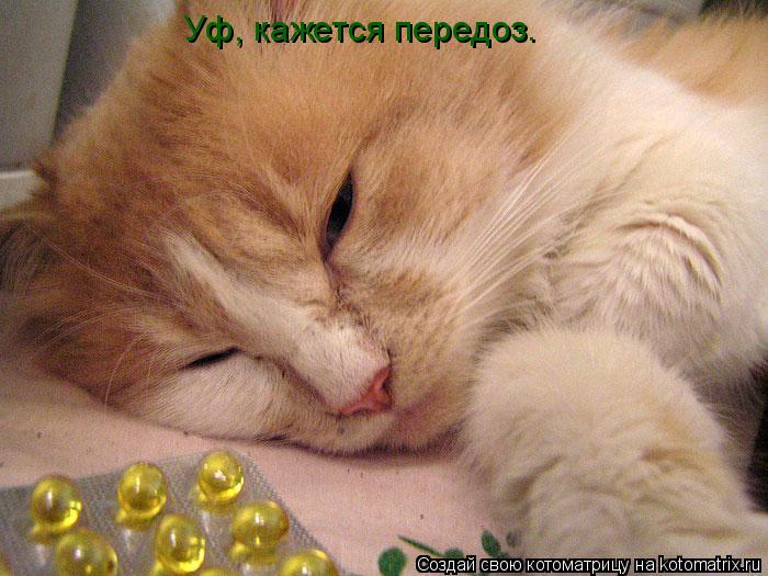 Котоматрица: Уф, кажется передоз.