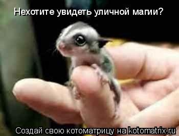 Котоматрица: Нехотите увидеть уличной магии?